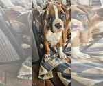 Puppy Lefty Boxer