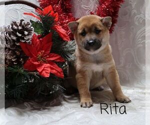 Shiba Inu Puppy for sale in LOYAL, WI, USA