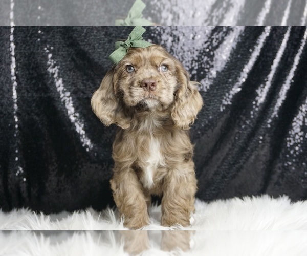 Medium Photo #4 Cocker Spaniel Puppy For Sale in WARSAW, IN, USA