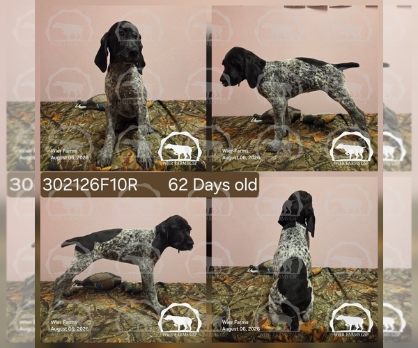 Medium Photo #32 German Shorthaired Pointer Puppy For Sale in MOYIE SPRINGS, ID, USA