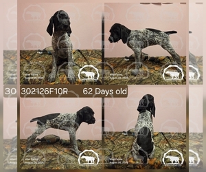 Medium German Shorthaired Pointer