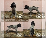 Puppy Girl 302126F10R German Shorthaired Pointer