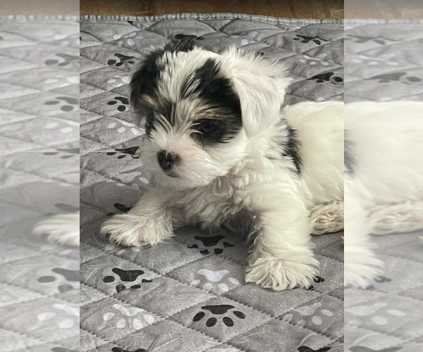 Medium Photo #2 Yorkshire Terrier Puppy For Sale in DENVER, CO, USA