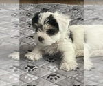 Small #1 Yorkshire Terrier
