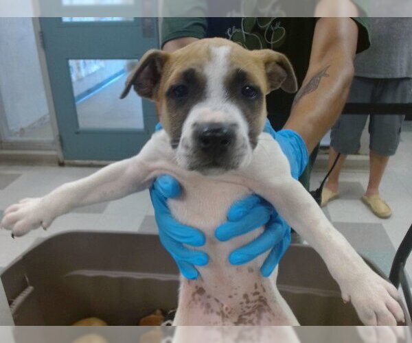 Medium Photo #1 Black Mouth Cur-Unknown Mix Puppy For Sale in Oklahoma City, OK, USA