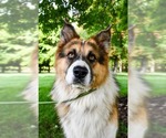 Small #2 Great Pyrenees Mix