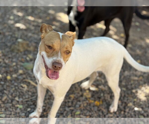Medium Photo #3 Mutt Puppy For Sale in Phoenix, AZ, USA
