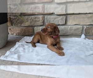 Irish Setter Puppy for sale in GOSHEN, IN, USA