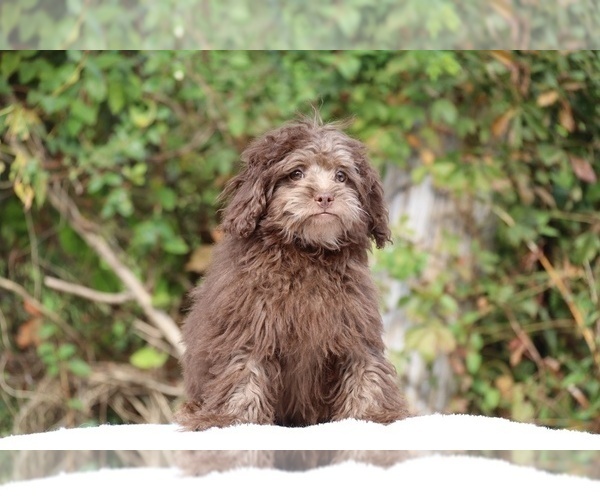 Medium Photo #2 ShihPoo Puppy For Sale in DYERSBURG, TN, USA