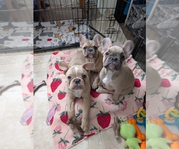 Medium Photo #1 French Bulldog Puppy For Sale in MCKINLEYVILLE, CA, USA