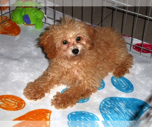 Medium Photo #6 Poodle (Toy) Puppy For Sale in ORO VALLEY, AZ, USA