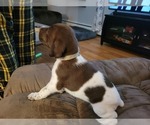 Small Photo #5 German Shorthaired Pointer Puppy For Sale in HAYWARD, WI, USA