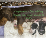Small Photo #2 Dameranian Puppy For Sale in ACTON, CA, USA