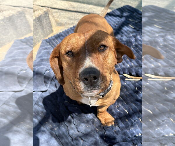 Medium Photo #2 Dachshund Puppy For Sale in Apple Valley, CA, USA