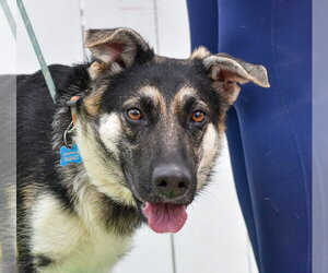 Kaia - Female Mutt Dog for Adoption - Photo #4