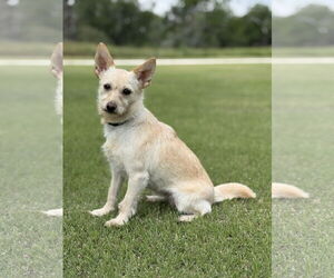 Mutt Dogs for adoption in PIPE CREEK, TX, USA