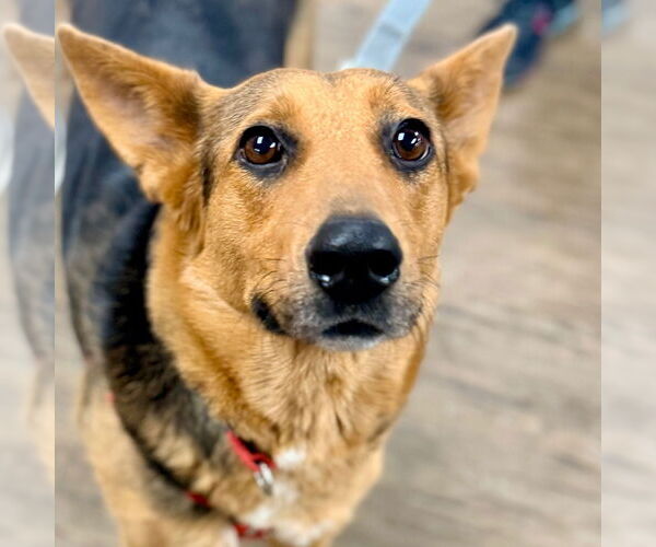 Medium Photo #17 Mutt Puppy For Sale in Canton, CT, USA