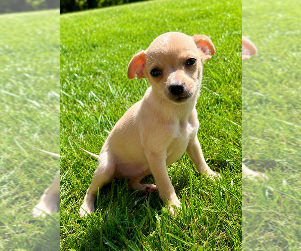 Medium Photo #4 Chihuahua Puppy For Sale in FAIR HAVEN, MI, USA
