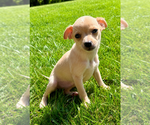 Small #3 Chihuahua