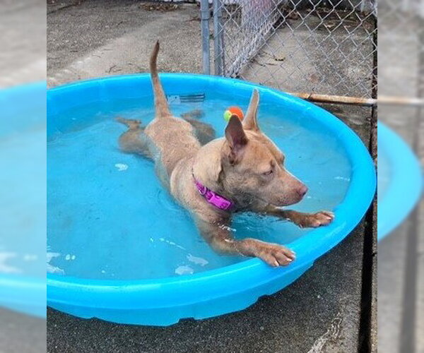 Medium Photo #5 Mutt Puppy For Sale in Rockaway, NJ, USA