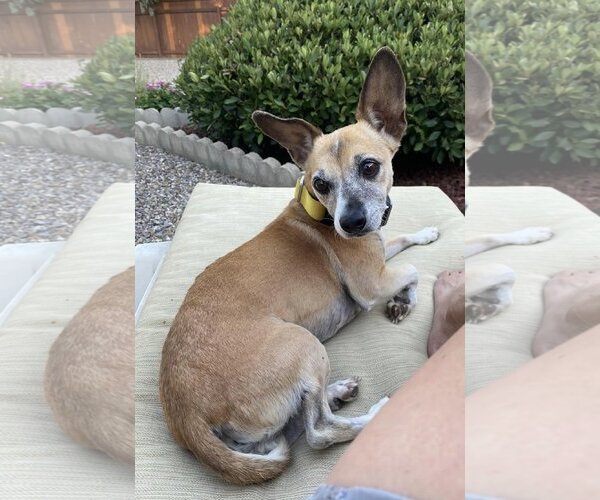 Medium Photo #5 Chihuahua-Unknown Mix Puppy For Sale in  Ramona, CA, USA