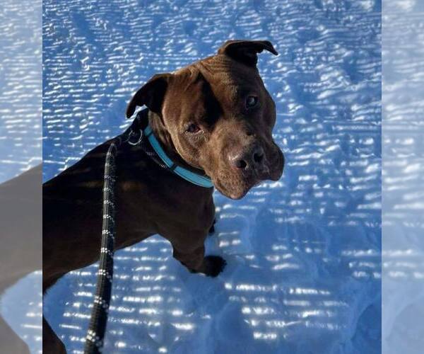 Medium Photo #2 Mutt Puppy For Sale in Evansville, IN, USA