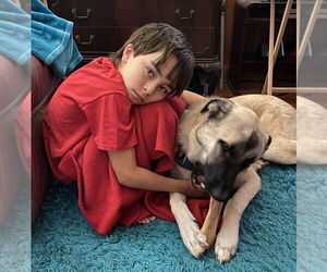 Kylo - Female Anatolian Pyrenees Dog for Adoption - Photo #2