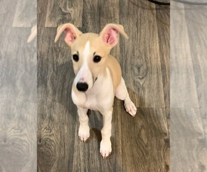 Whippet Puppy for sale in GEORGETOWN, TX, USA
