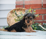 Small Photo #15 Yorkshire Terrier Puppy For Sale in MONROE, IN, USA