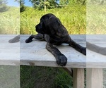 Small #2 Cane Corso