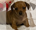 Small Photo #3 Chiweenie Puppy For Sale in SPARKS, NV, USA