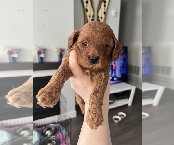 Medium Photo #3 Goldendoodle (Miniature) Puppy For Sale in MEDFORD, MA, USA