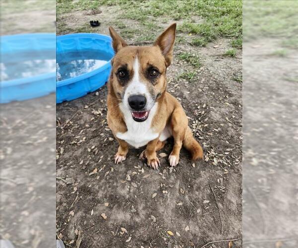 Medium Photo #2 Pembroke Welsh Corgi-Unknown Mix Puppy For Sale in Conroe, TX, USA