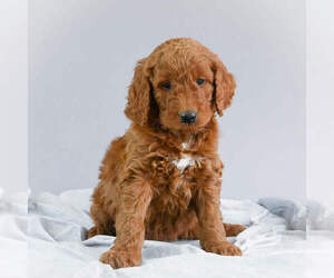 Goldendoodle Puppy for sale in ITASCA, TX, USA
