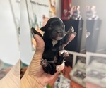 Puppy Black Panther Poodle (Toy)-Yorkshire Terrier Mix
