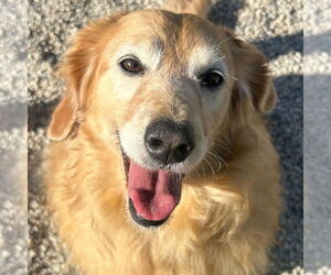 Golden Retriever-Unknown Mix Dogs for adoption in Jefferson, WI, USA