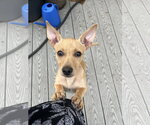 Small #12 Chiweenie
