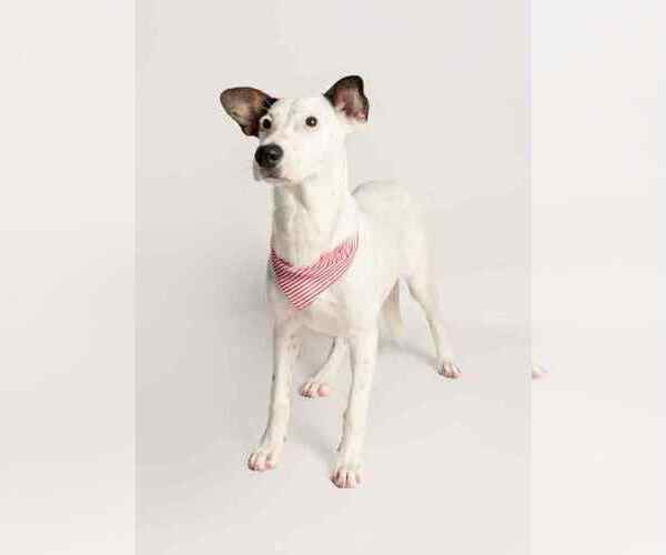 Medium Photo #2 Mutt Puppy For Sale in Oak Bluffs, MA, USA