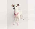 Small #1 Mutt