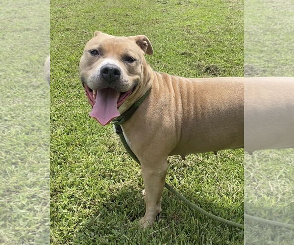 Medium Photo #6 American Pit Bull Terrier-Unknown Mix Puppy For Sale in Virginia Beach, VA, USA