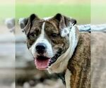 Small #4 Boxer Mix