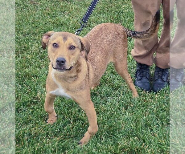 Medium Photo #6 Boxador Puppy For Sale in Huntley, IL, USA
