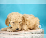 Small Photo #8 Goldendoodle Puppy For Sale in CARLOCK, IL, USA