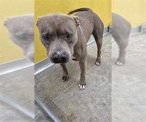 American Pit Bull Terrier-Unknown Mix Dogs for adoption in Temple, TX, USA