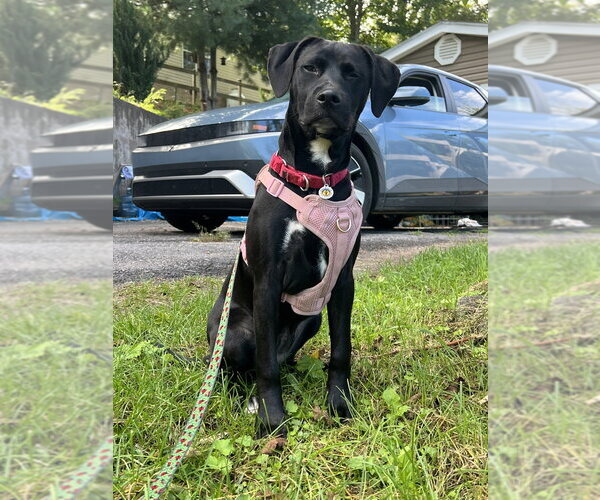 Medium Photo #5 Mutt Puppy For Sale in Candler, NC, USA