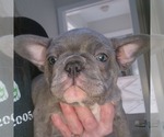 Puppy Grayson French Bulldog