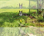 Small #6 Boston Terrier