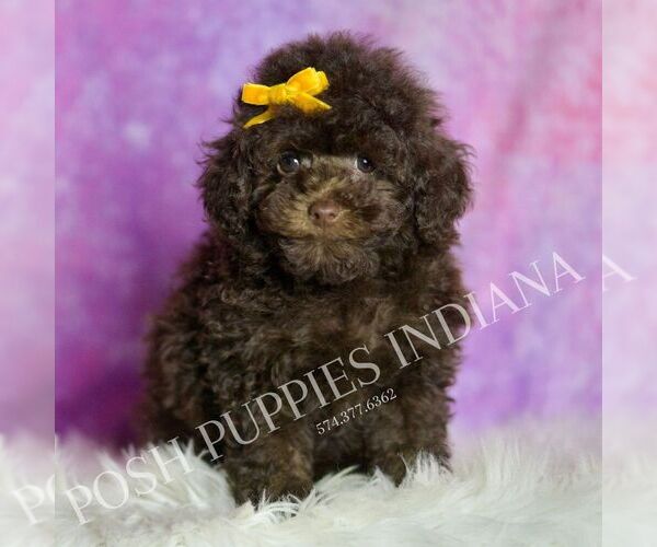 Medium Photo #24 Poodle (Toy) Puppy For Sale in WARSAW, IN, USA
