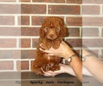 Small #3 Cockapoo (Miniature)