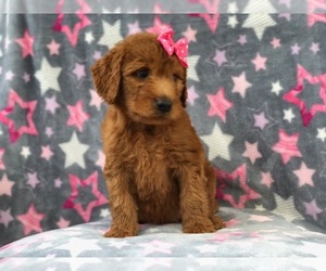 Goldendoodle Puppy for sale in LAKELAND, FL, USA